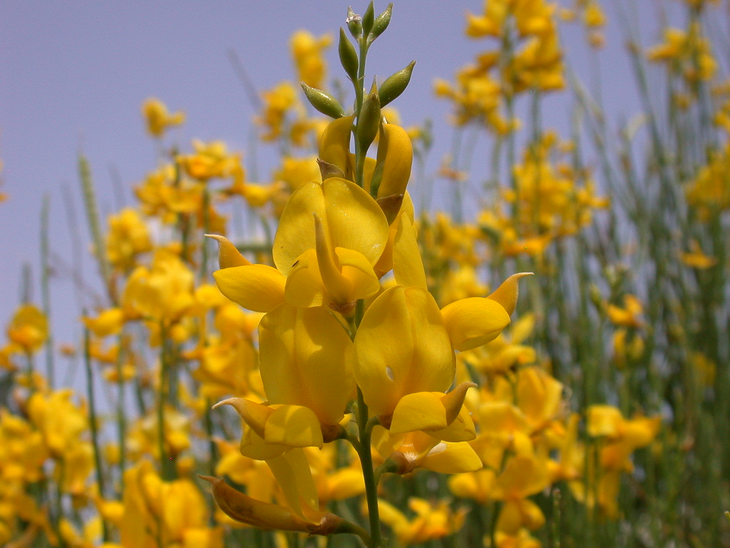 Spartium junceum / Ginestra comune